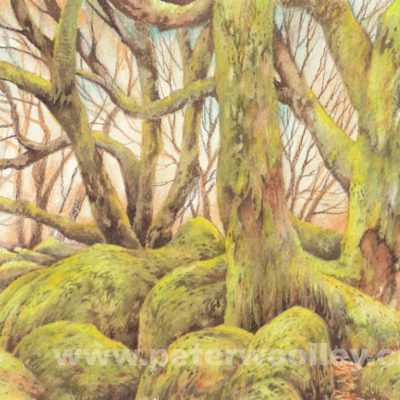 Wistman's Wood, Dartmoor (Original Watercolour Pencils)