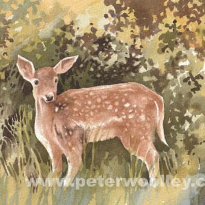 Fallow Deer (Original Watercolour)