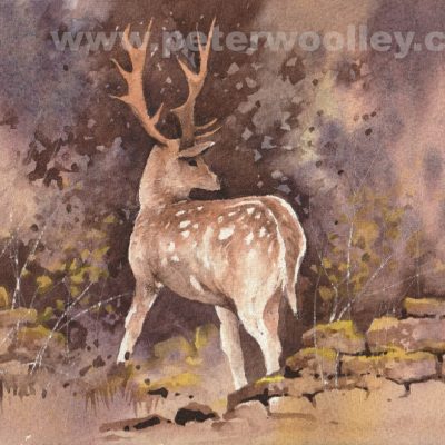 Local Stag (Original Watercolour)